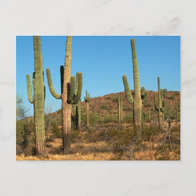 Saguaro cactus postcard (Front)
