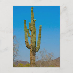 Saguaro Cactus Postcard