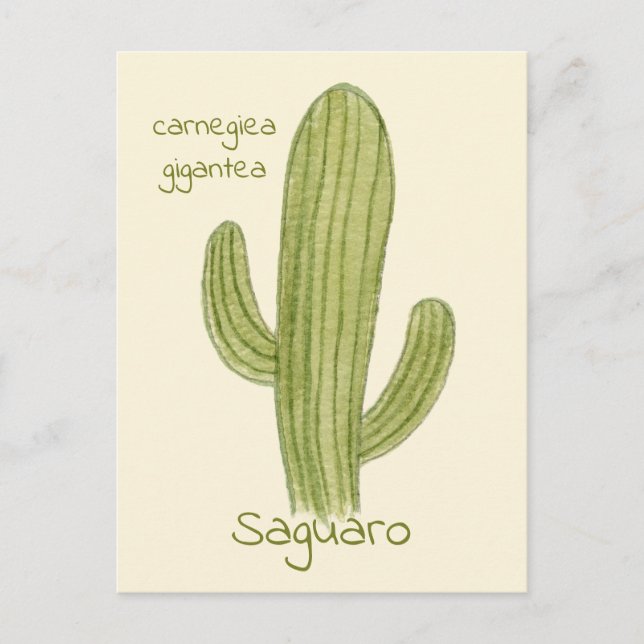 Saguaro Cactus postcard. Postcard (Front)