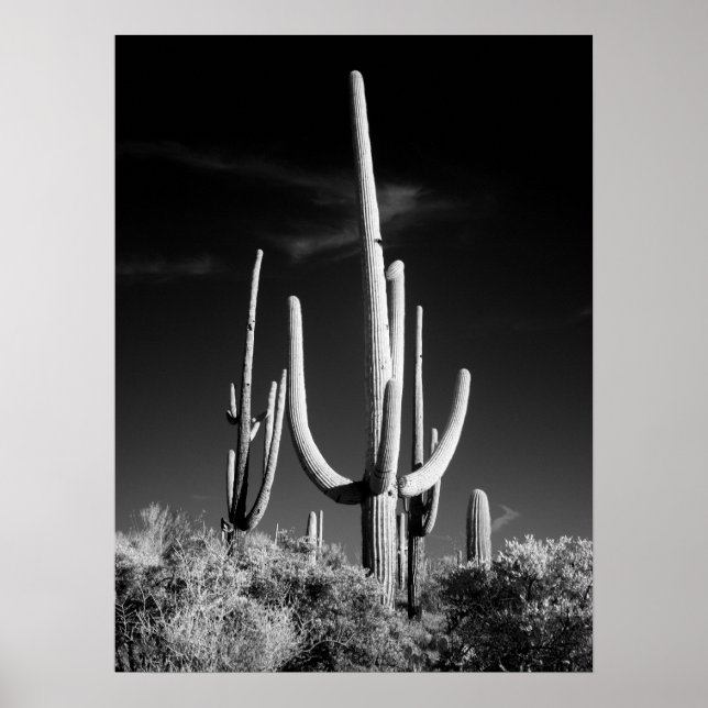 Saguaro Cactus Poster (Front)