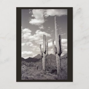 Saguaro Cactus Sonora Desert B&W Photo Postcard