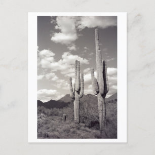 Saguaro Cactus Sonora Desert B&W Photo Postcard