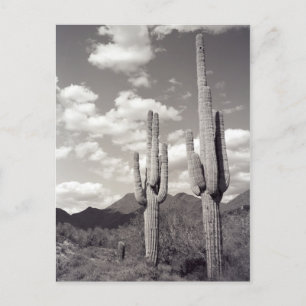 Saguaro Cactus Sonora Desert B&W Photo Postcards