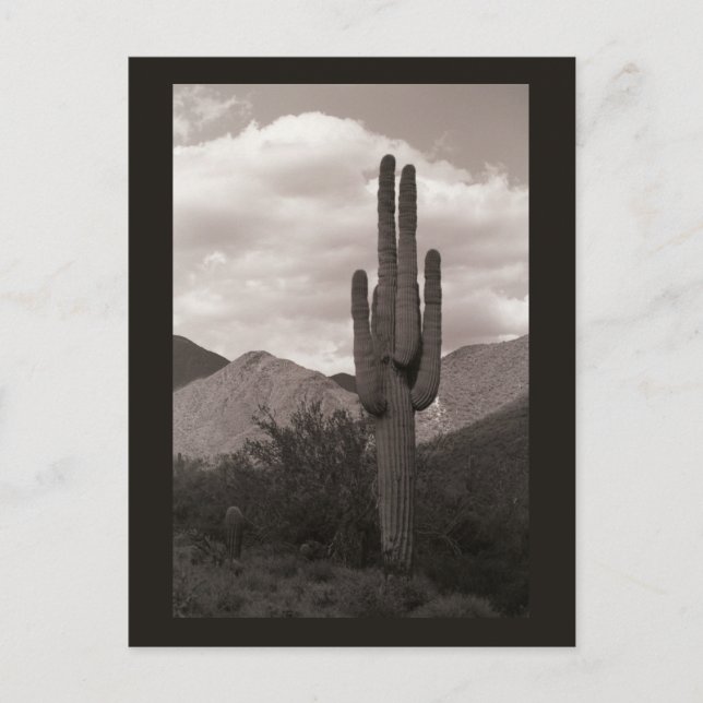 Saguaro Cactus Sonoran Desert B&W Photo Cartes pos (Devant)