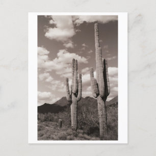 Saguaro Cactus Sonoran Desert B&W Photo Cartes pos