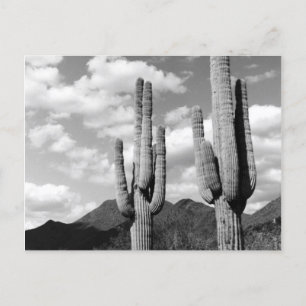 Saguaro Cactus Sonoran Desert B&W Photo Cartes pos