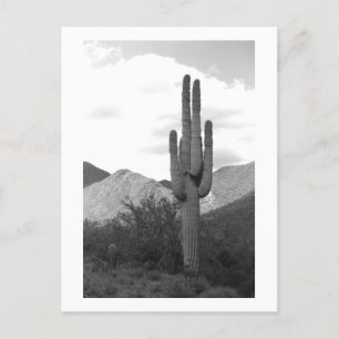 Saguaro Cactus Sonoran Desert B&W Photo Postcard