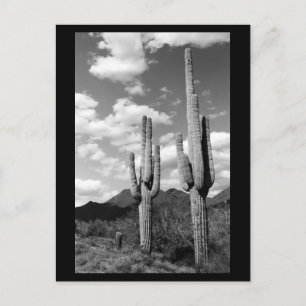 Saguaro Cactus Sonoran Desert B&W Photo Postcard