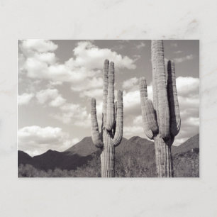 Saguaro Cactus Sonoran Desert B&W Photo Postcards