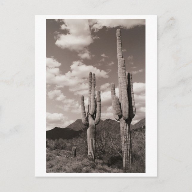 Saguaro Cactus Sonoran Desert B&W Photo Postcards (Front)