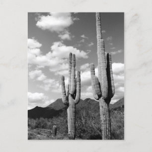 Saguaro Cactus Sonoran Desert B&W Photo Postcards