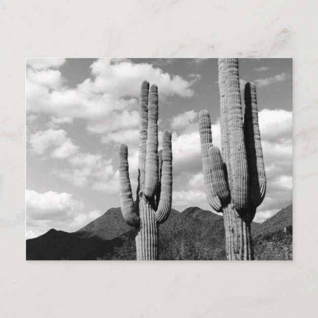 Saguaro Cactus Sonoran Desert B&W Photo Postcards (Front)