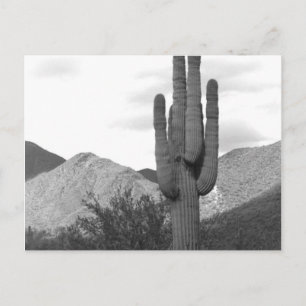 Saguaro Cactus Sonoran Desert B&W Photo Postcards