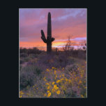 Saguaro Cactus Sunset No1 Postcard<br><div class="desc">Hello! Hope you like this photo I took on my travels! Feel free to add your own text and check my shops for more!</div>
