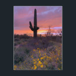 Saguaro Cactus Sunset No1 Postcard<br><div class="desc">Hello! Hope you like this photo I took on my travels! Feel free to add your own text and check my shops for more!</div>