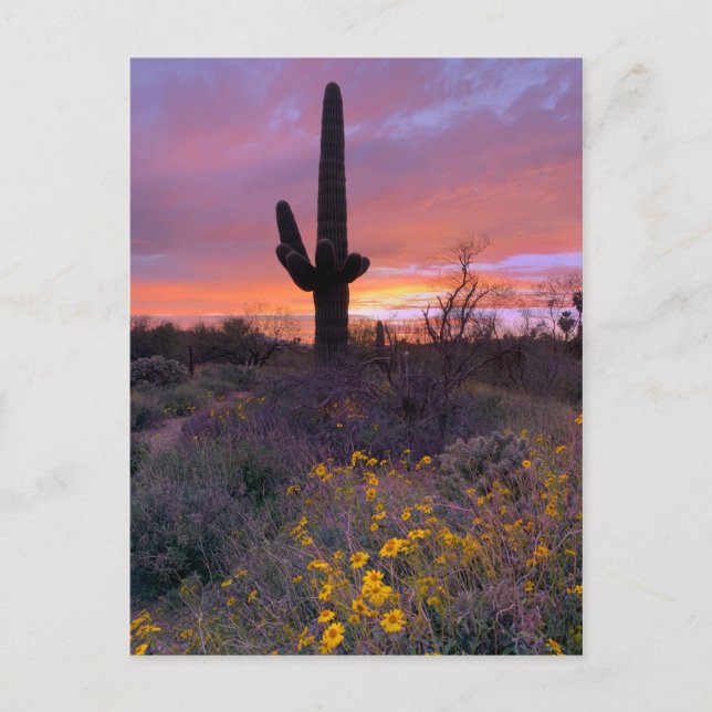 Saguaro Cactus Sunset No1 Postcard (Front)