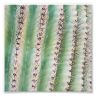 Saguaro Closeup   Photo Print