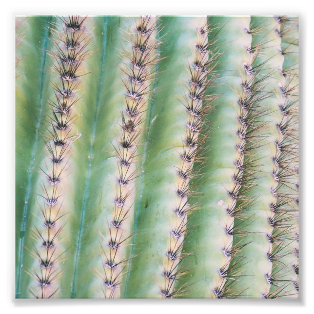 Saguaro Closeup | Photo Print (Front)