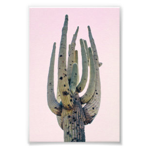 Saguaro Cutout   Photo Print