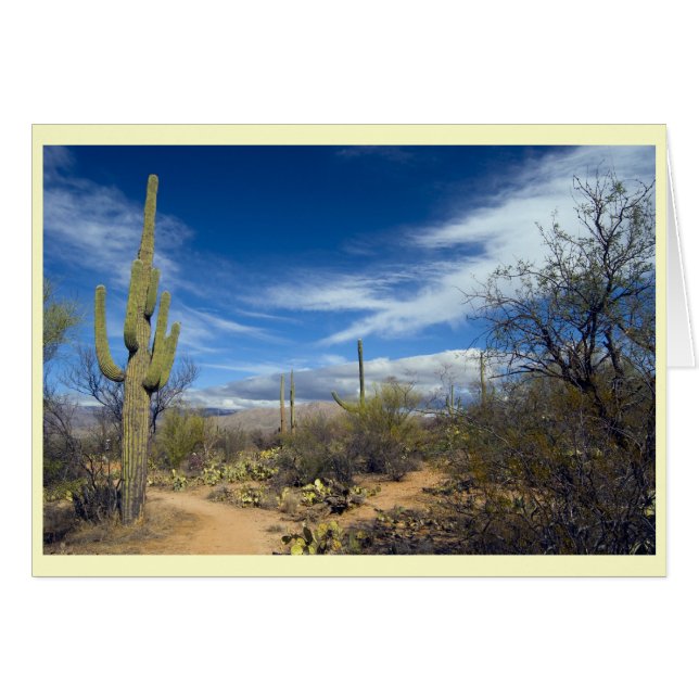 Saguaro Landscape (Front Horizontal)
