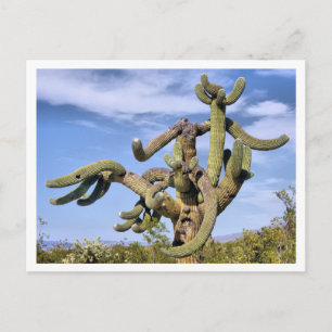 Saguaro Monster Postcard