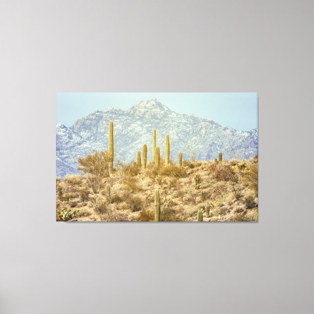 Saguaro National Park Canvas Print (Front)