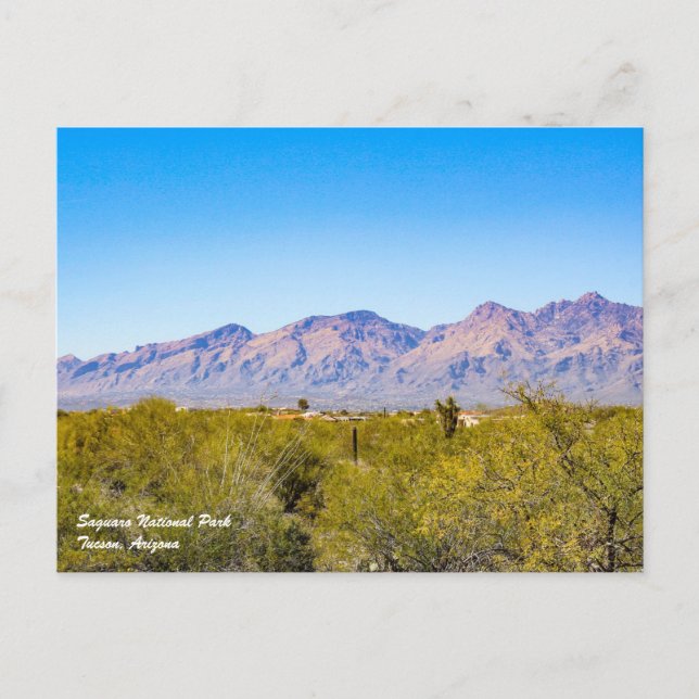 Saguaro National Park Postcard (Front)