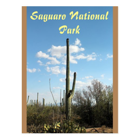 Saguaro National Park, Tuscon Arizona Postcard