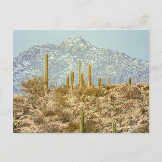 Saguaro National Park with Mountain Postcard (Front)