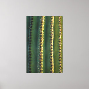 Saguaro Spines  Canvas Print