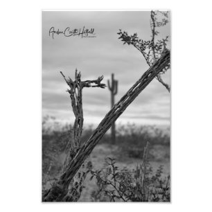 Saguaro square photo print