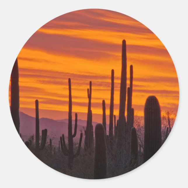 Saguaro, sunset, Saguaro National Park Classic Round Sticker (Front)