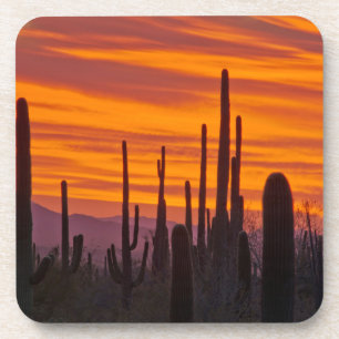 Saguaro, sunset, Saguaro National Park Coaster