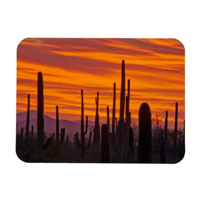 Saguaro, sunset, Saguaro National Park Magnet (Horizontal)