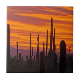 Saguaro, sunset, Saguaro National Park Tile