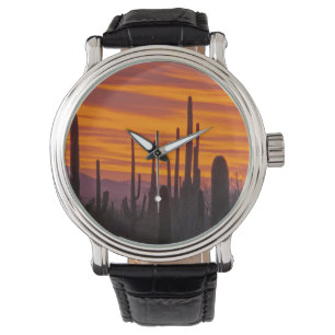 Saguaro, sunset, Saguaro National Park Watch