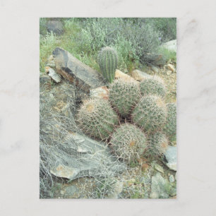 Saguaro Swirl Cactus Sonora Arizona Photo Postcard