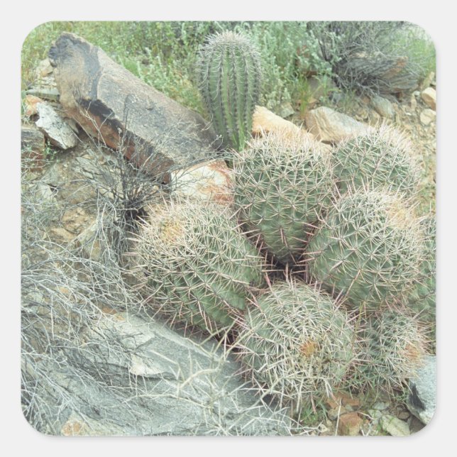 Saguaro Swirl Desert Cactus Custom Sticker Decal (Front)