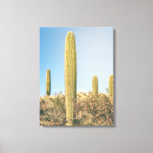 Saguaros 