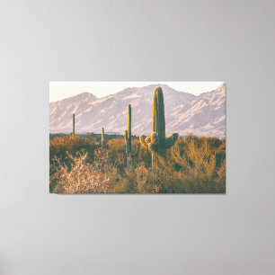Saguaros  canvas print