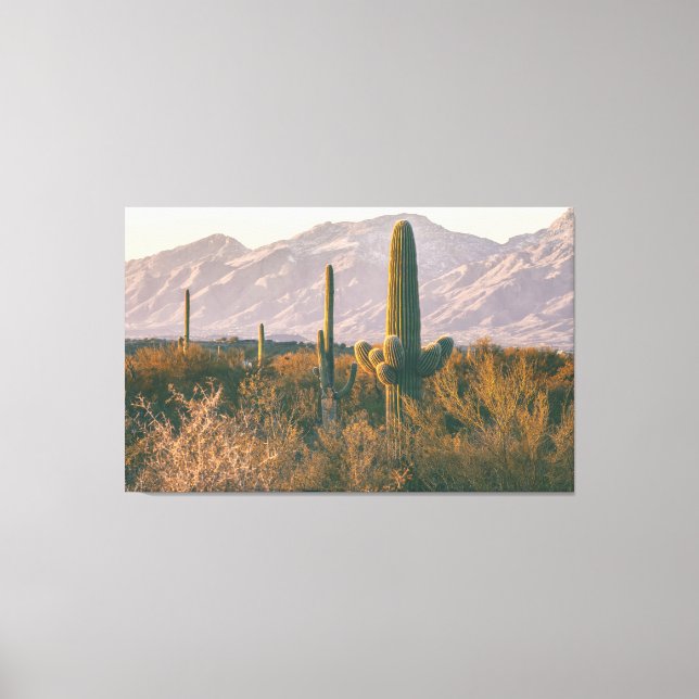 Saguaros  canvas print (Front)