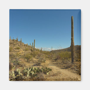 Saguaro's Carillo Trail in Saguaro National Park Magnet