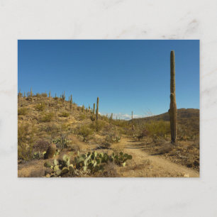 Saguaro's Carillo Trail in Saguaro National Park Postcard