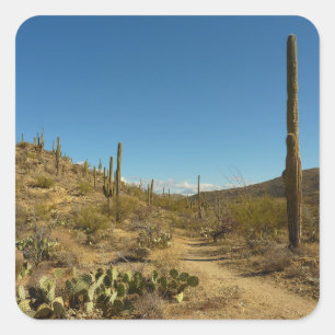 Saguaro's Carillo Trail in Saguaro National Park Square Sticker