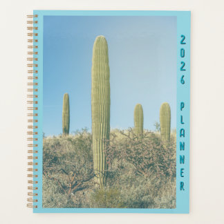 Saguaros in Desert 