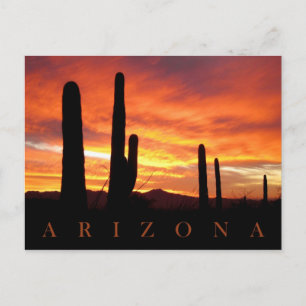 Saguaros Silhouetted Against Blazing Sunset, AZ Postcard