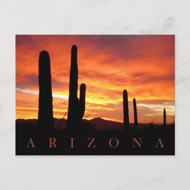 Saguaros Silhouetted Against Blazing Sunset, AZ Postcard (Front)