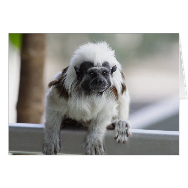Saguinus oedipus (Front Horizontal)