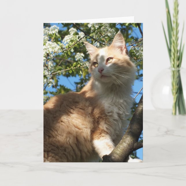 Sahara Cat In A Tree Greeting Card (Front)