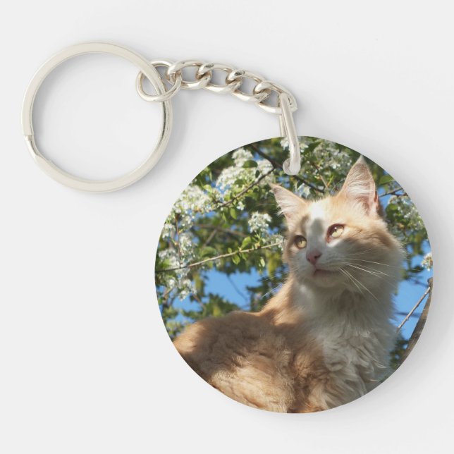 Sahara Chat dans un Porte - clé d'arbre (Devant)